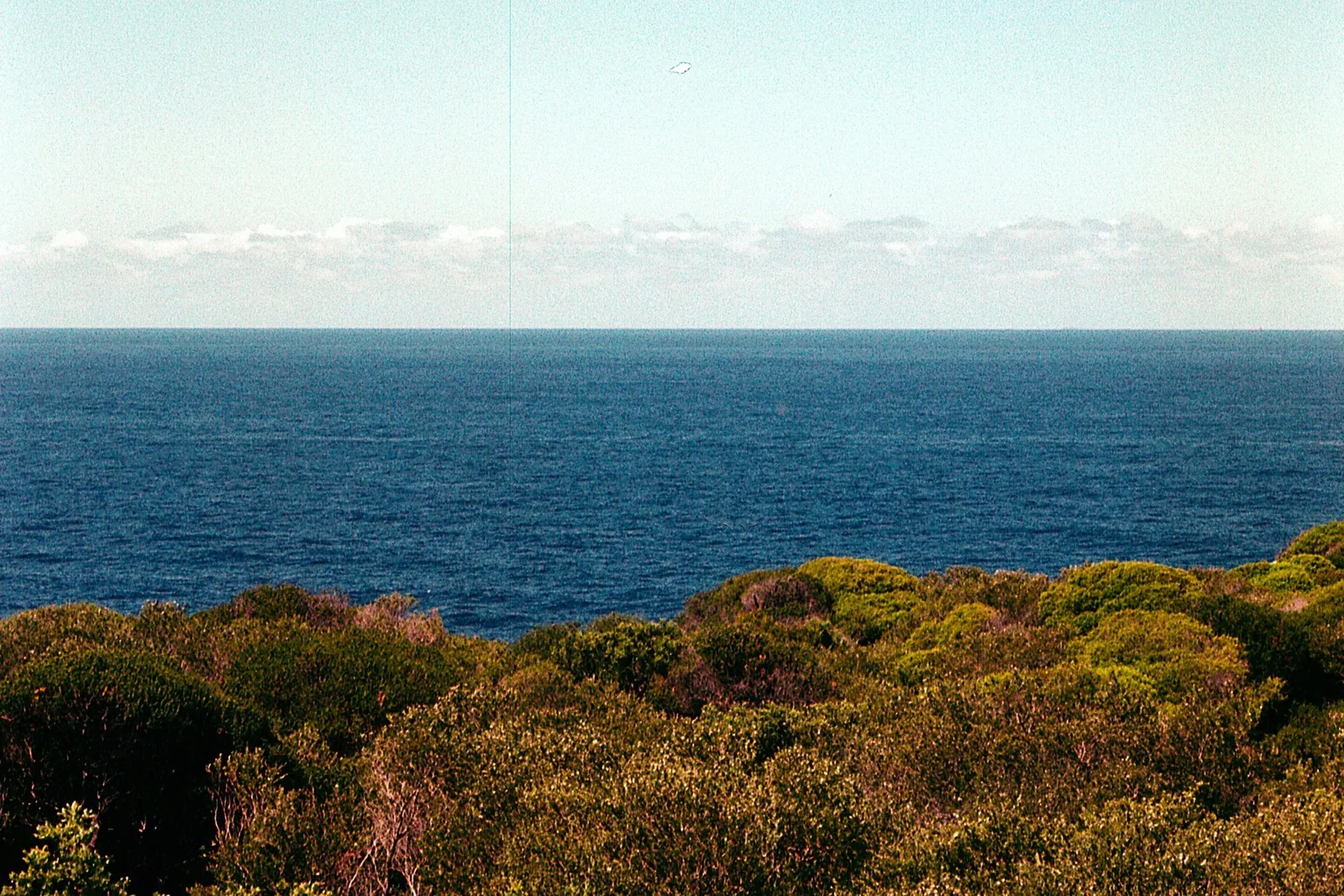 Terpenia